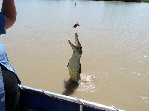 Jumping Crocodile Mary River