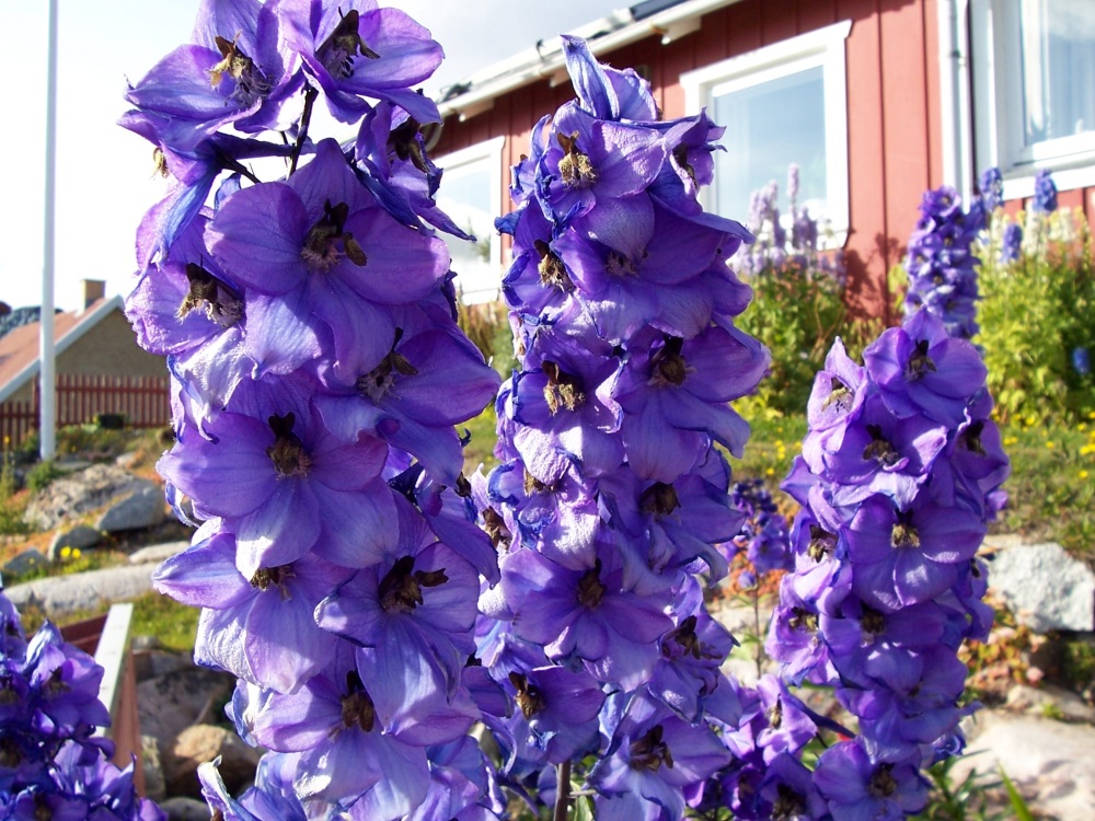 Blumen in Qaqortoq