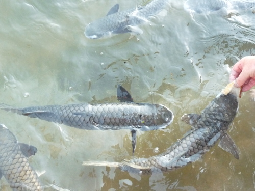 Fishfeeding