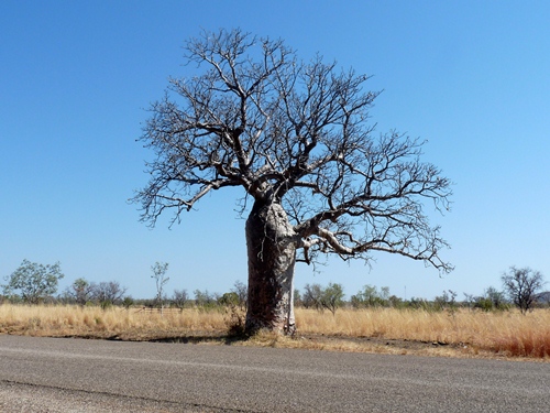 Boab am Victoria Highway