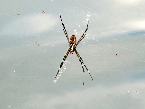 Spinne