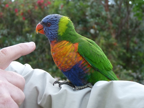 Rainbow Lorikeet