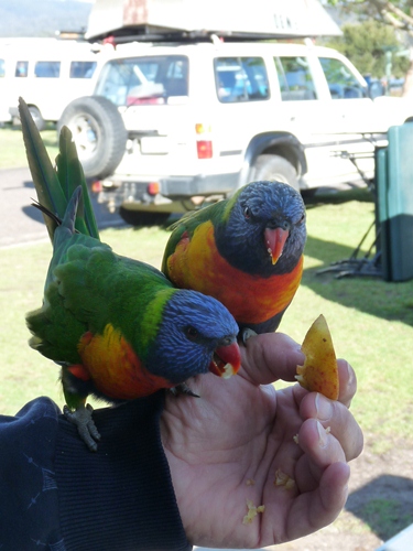 Rainbow Lorikeet