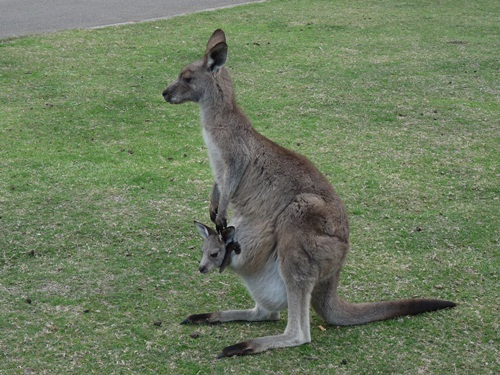 Kängurus