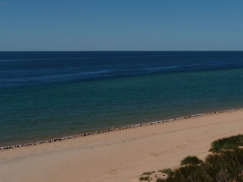 Kormorane am Cape Peron
