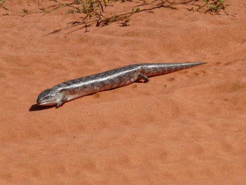 Skink