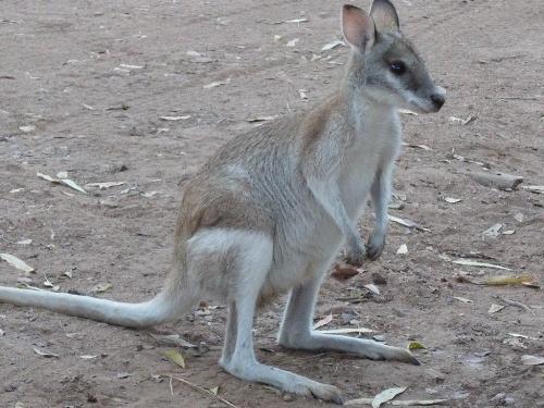 Wallaby