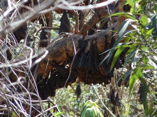 Flying Foxes