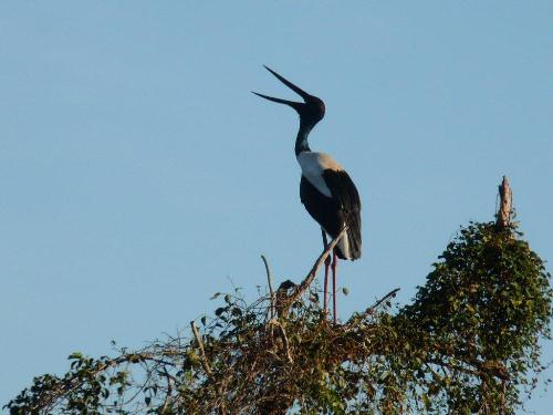 Jabiru am Yellow Water