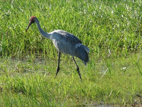 Brolga am Yellow Water