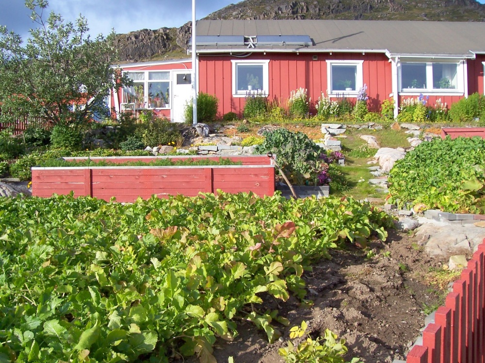 Gemuesegarten in Qaqortoq