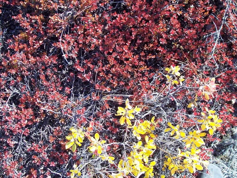 Arktische Vegetation