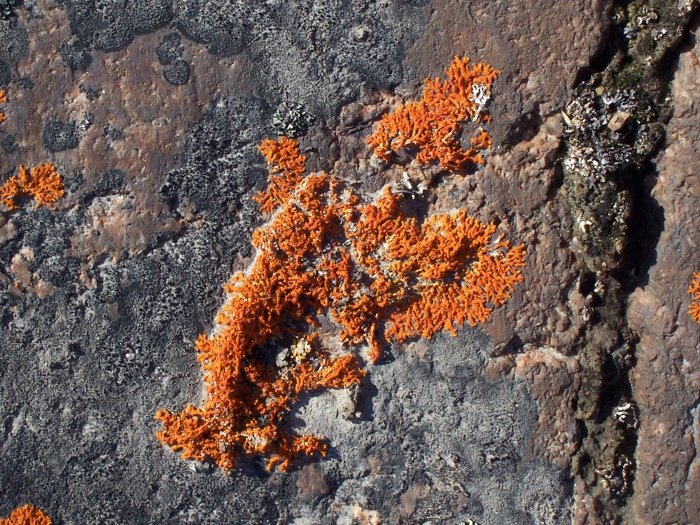 Arktische Vegetation