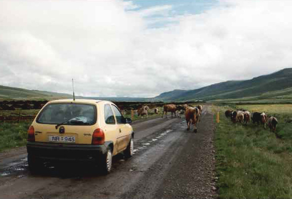 Kuhherde auf der 59