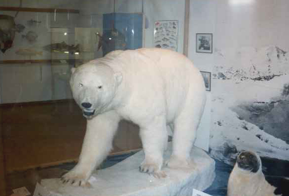 Eisbaer
