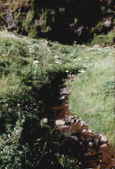 Drífandi