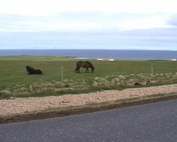 Islandpferde am Breidafjördur