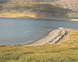 Eiderenten