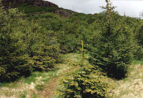 Fichten