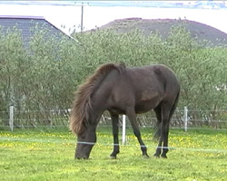 Pferd