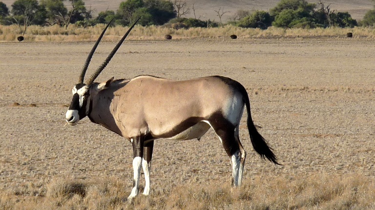 Oryxantilope