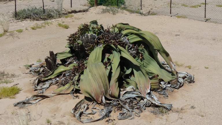 Welwitschia