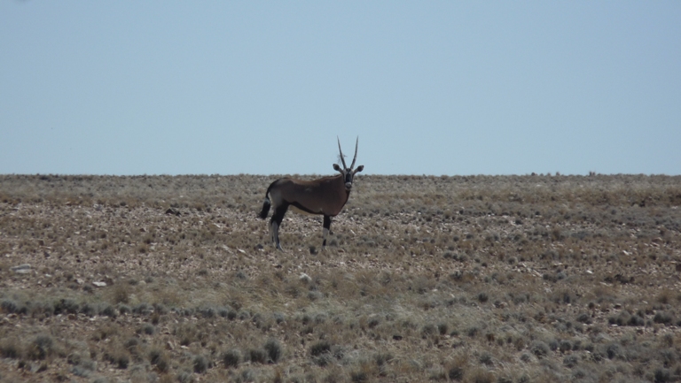 Oryx-Antilope