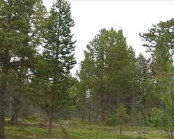 Stabbursdalen Nationalpark
