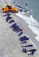 Wale gestrandet